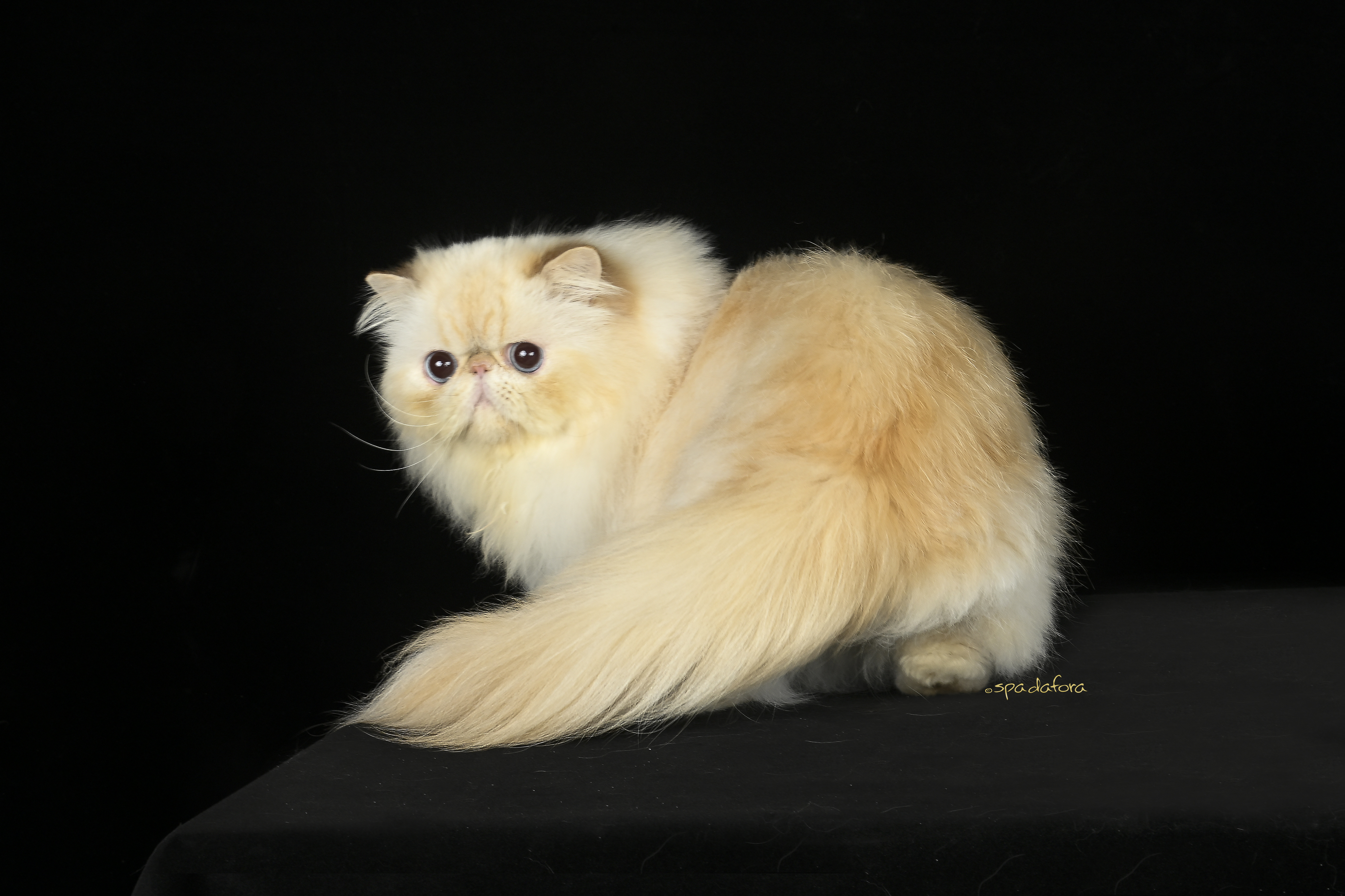 Triple Master, WCH. WCF TRM CJRM WCH Aristopoints Zar of Serendibite NW'23 BW'23 WW'23